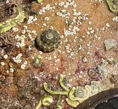 Notogibbula preissiana