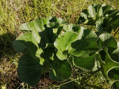 Gunnera perpensa