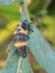 Coccinella