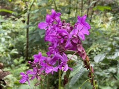 Spathoglottis