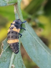 Coccinella