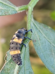 Coccinella