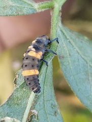 Coccinella