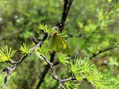 Colias palaeno