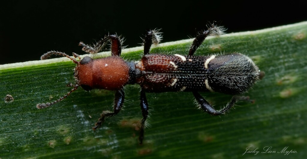 Tarsostenodes bullatus