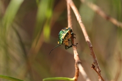 Scutiphora