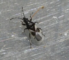 Oxycarenus luctuosus