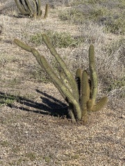 Bergerocactus emoryi