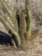 Bergerocactus emoryi