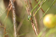 Scutiphora