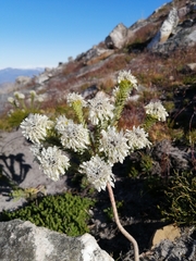 Lachnaea filamentosa