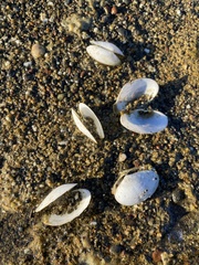 Mactromeris catilliformis