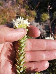 Lachnaea filamentosa