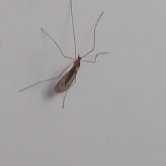 Trichocera annulata