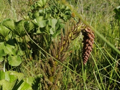 Gunnera perpensa