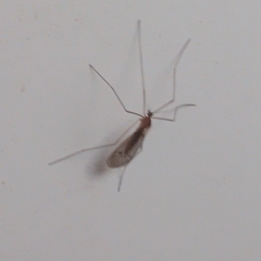 Trichocera annulata