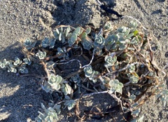 Camissoniopsis cheiranthifolia