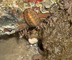 Ischnochiton cariosus