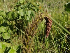 Gunnera perpensa