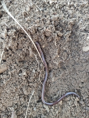 Indotyphlops braminus