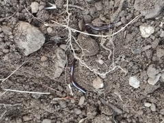 Indotyphlops braminus