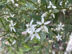 Philotheca trachyphylla