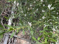 Philotheca trachyphylla