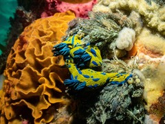 Tambja verconis