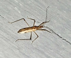 Zelus cervicalis