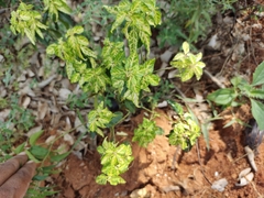 Croton bonplandianus