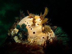 Virididentula dentata