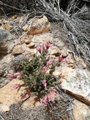 Erica junonia