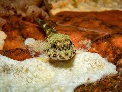 Bovichtus angustifrons