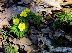 Anemonoides ranunculoides
