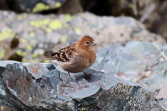 Leucosticte nemoricola