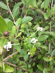Ajugoideae