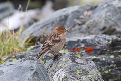 Leucosticte nemoricola