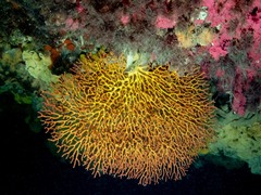 Melithaea zimmeri