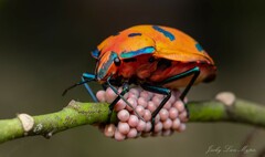 Tectocoris diophthalmus