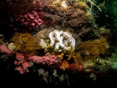 Sycozoa cerebriformis