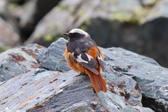 Phoenicurus erythrogastrus