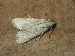 Scirpophaga