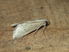 Scirpophaga