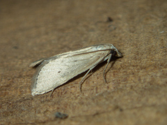 Scirpophaga