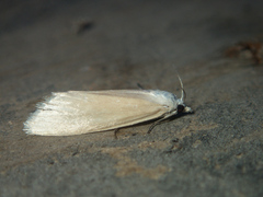 Scirpophaga