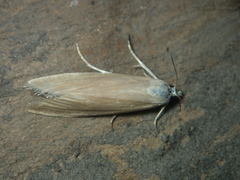 Scirpophaga