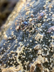 Halicarcinus