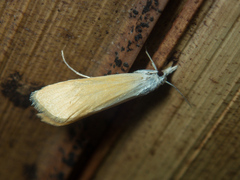 Scirpophaga