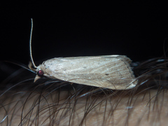 Scirpophaga