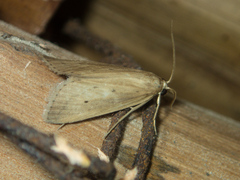 Scirpophaga